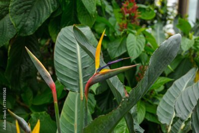 Papier peint  Flowering Strelitzia reginae plant in south africa