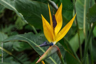 Papier peint  Flowering Strelitzia reginae plant in south africa