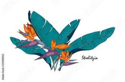 Papier peint  Flowers and leaves of strelitzia, tropical plant, vector illustration