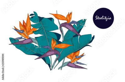 Papier peint  Flowers and leaves of strelitzia, tropical plant, vector illustration