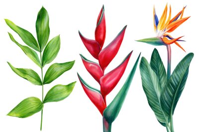 Papier peint  Flowers and leaves, Strelitzia reginae, heliconia. Watercolor tropical plants, botanical illustration, bird-of-paradise