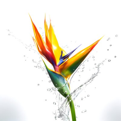 Papier peint  Flowers composition. Bird of Paradise Strelitzia plants floral splashing in the air with water