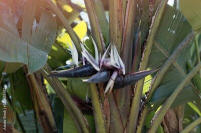 Papier peint  Flowers of a wild banana, Strelitzia nicolai