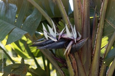 Papier peint  Flowers of a wild banana, Strelitzia nicolai