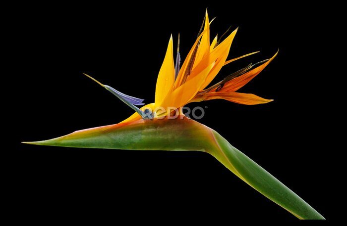 Papier peint  Flowers of Strelitzia Nicholas on black background