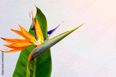 Papier peint  Flowers of Strelitzia Nicholas on neutral background.