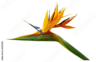 Papier peint  Flowers of Strelitzia Nicholas on white background