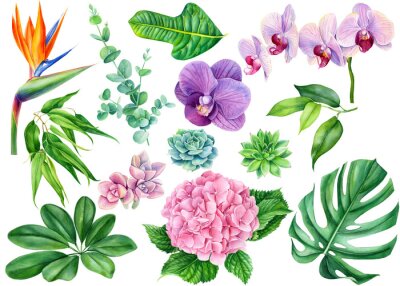 Papier peint  flowers, succulent, eucalyptus, pink hydrangea, tropical plants, leaves palm, strelitzia, orchid, monstera on an isolated white background, watercolor illustration