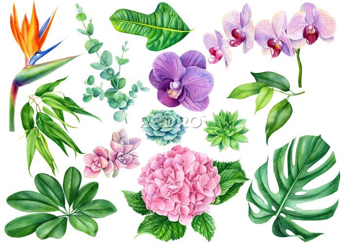 Papier peint  flowers, succulent, eucalyptus, pink hydrangea, tropical plants, leaves palm, strelitzia, orchid, monstera on an isolated white background, watercolor illustration