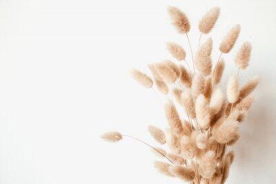 Papier peint  Fluffy tan pom pom plants bouquet on white background. Minimal floral holiday composition.