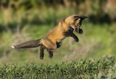 Papier peint  Flying Fox - Un kit de renard roux lance une attaque sournoise sur l'un de ses frères et soeurs. Silverthorne, Colorado.