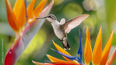 Papier peint  Flying Hummingbird at a Strelitzia flower