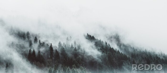 Papier peint  Foggy mountain forest photographie d'un paysage de mauvaise humeur