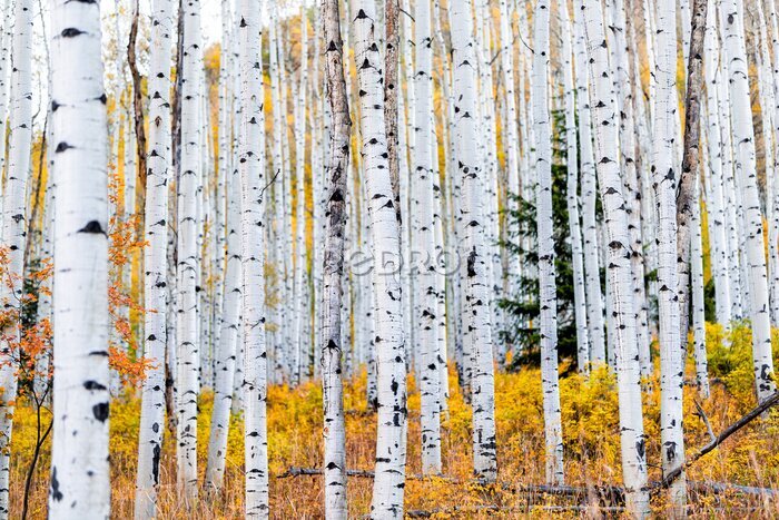 Papier peint  Foliage in autumn fall on Castle Creek scenic road with colorful yellow leaves on american aspen trees trunks forest in foreground in Colorado rocky mountains