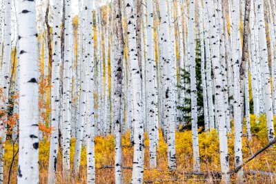 Papier peint  Foliage in autumn fall on Castle Creek scenic road with colorful yellow leaves on american aspen trees trunks forest in foreground in Colorado rocky mountains
