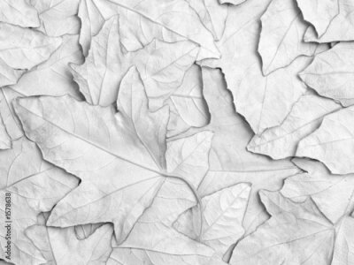 Papier peint  Fond 3D avec feuilles blanches