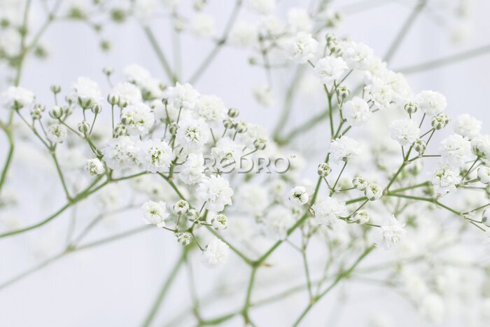 Papier peint  Fond avec de petites fleurs