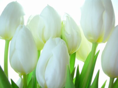 Fond avec des tulipes blanches