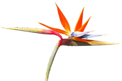 Papier peint  fond blanc de strelitzia