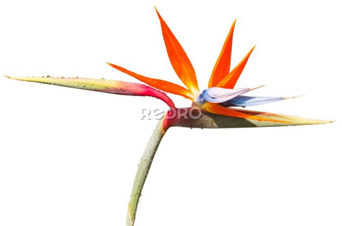 Papier peint  fond blanc de strelitzia