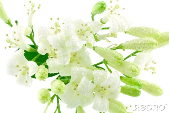 Papier peint  Fond blanc et fleurs