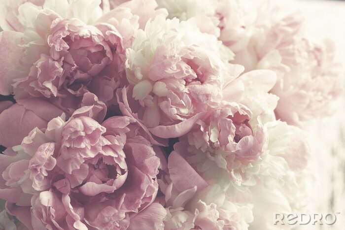 Papier peint  Fond de fleurs de pivoines roses moelleuses