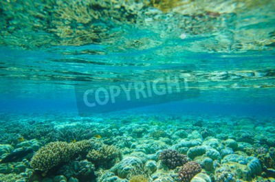 Papier peint  Fond de la mer avec des plantes