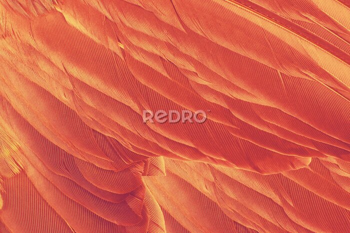 Papier peint  Fond de plumes orange
