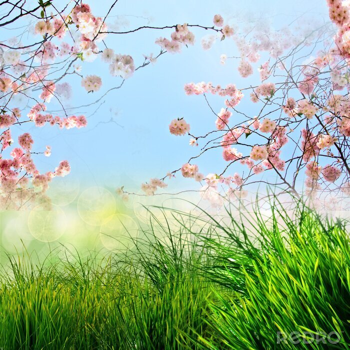 Papier peint  Fond de printemps avec nature