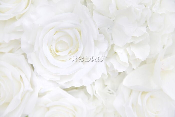 Papier peint  Fond floral rose blanche