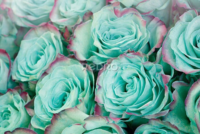 Papier peint  Fond floral rose turquoise