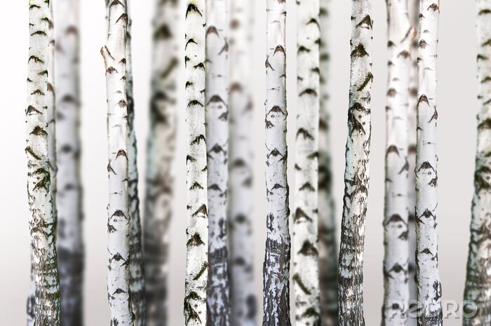 Papier peint  Fond naturel - Bouleau - Fond d'écran