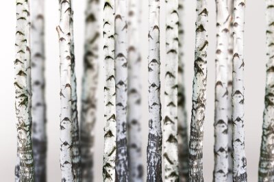 Papier peint  Fond naturel - Bouleau - Fond d'écran