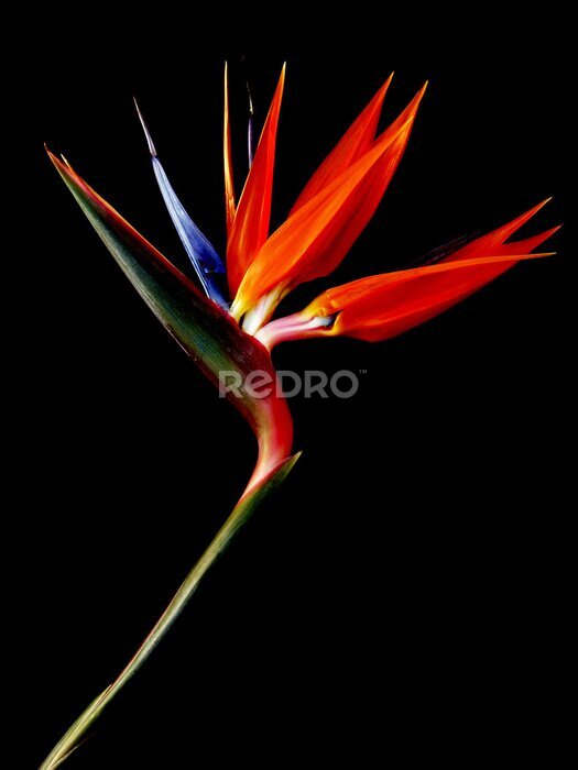 Papier peint  fond noir coulée Strelitzia