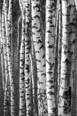 Papier peint  Fond noir et blanc avec troncs de bouleaux