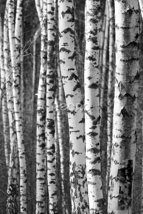 Papier peint  Fond noir et blanc avec troncs de bouleaux