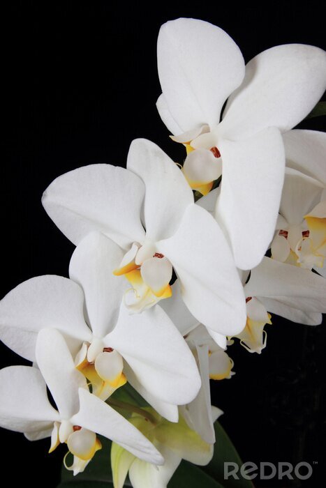 Papier peint  Fond noir et fleurs blanches