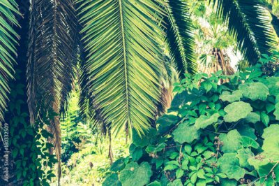 Papier peint  Fond tropical des feuilles de palmier
