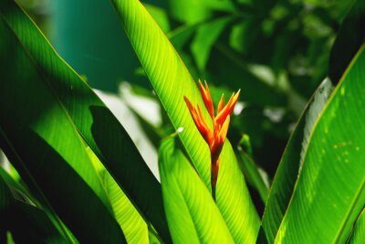 Papier peint  Fond tropical naturel avec la fleur de Strelitzia et les feuilles vert lumineux.