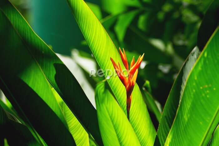 Papier peint  Fond tropical naturel avec la fleur de Strelitzia et les feuilles vert lumineux.
