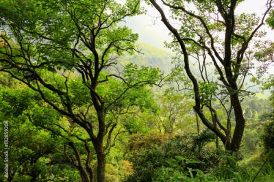 Papier peint  Forêt au Sri Lanka