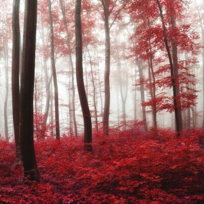 Forêt aux couleurs rouges