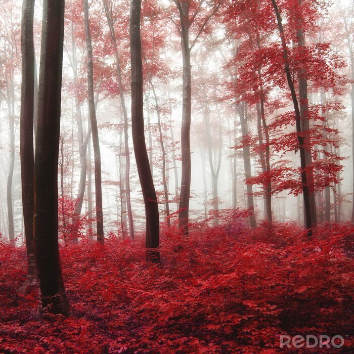Papier peint  Forêt aux couleurs rouges