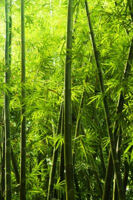 Forêt avec bambou
