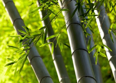 Papier peint  Forêt avec des bambous