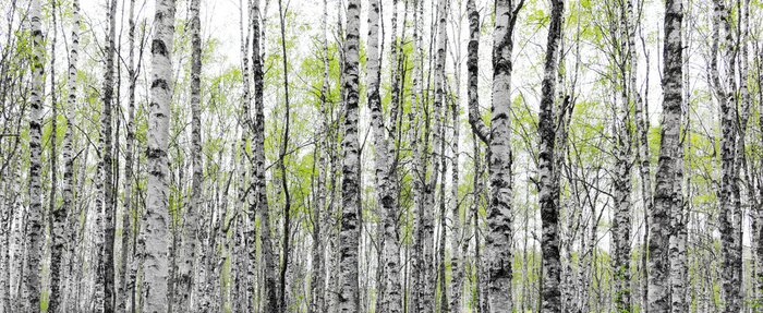 Papier peint  Forêt avec des troncs de bouleaux