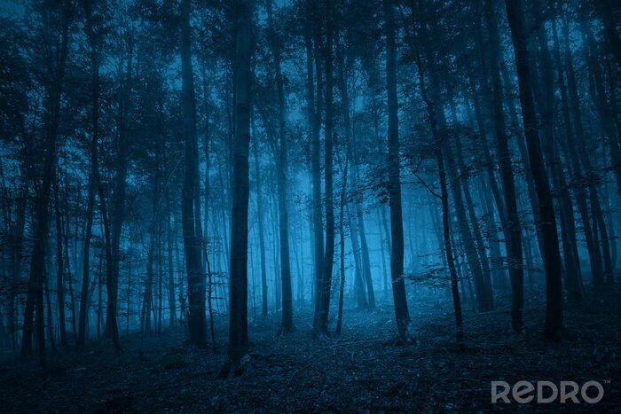 Papier peint  Forêt bleu foncé