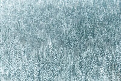 Papier peint  Forêt bleue dans la neige