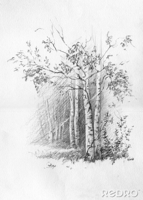Papier peint  Forêt. Bouleau et épinette. Dessin au crayon sur papier. Dessiné à la main. Pour la décoration intérieure, carte de voeux.