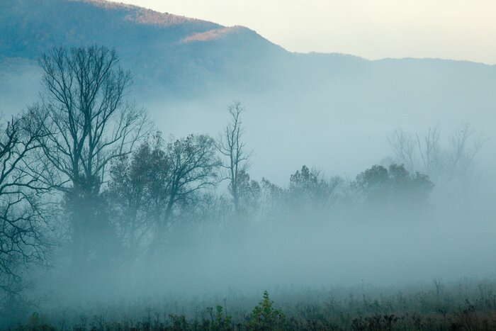 Papier peint  Forêt brume matinale